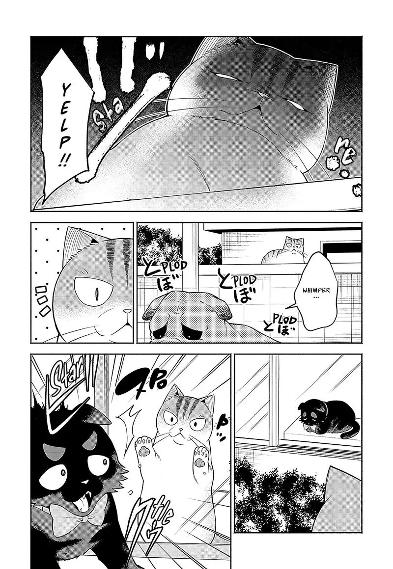 Neko ga Gotoku Chapter 21 page 6