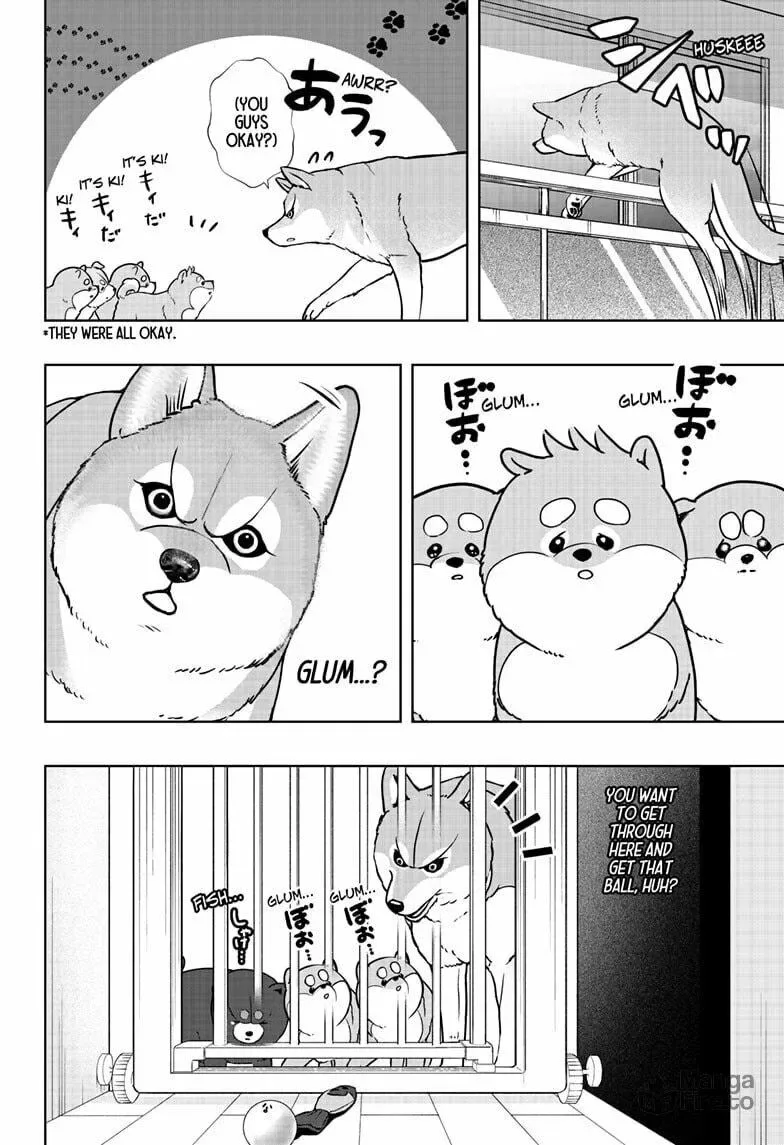 Shiba-Tsuki Bukken Chapter 32 page 12